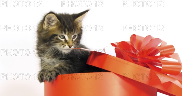 Brown Blotched Tabby Maine Coon, Domestic Cat, Kitten offered in a Gift box, against White