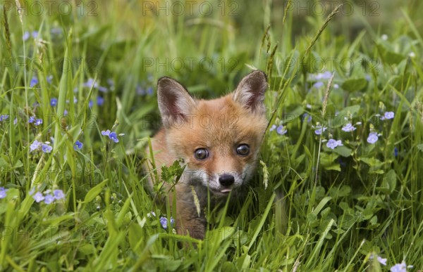 Red Fox (vulpes vulpes), Cub in Flowers, Normandy