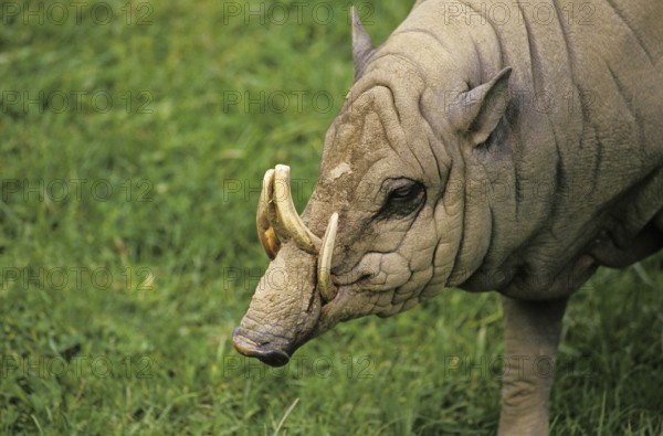 BABIRUSA (babyrousa babyrussa), INDONESIA