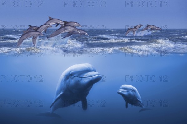 Bottlenose dolphins, bottlenose dolphins, animals, outside, outdoor, sideways, side, frontal,
