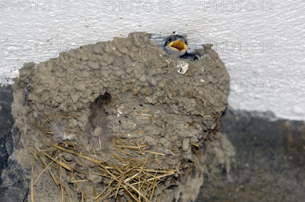 Young House Martin (Delichon urbica) in nest, Greece, Europe