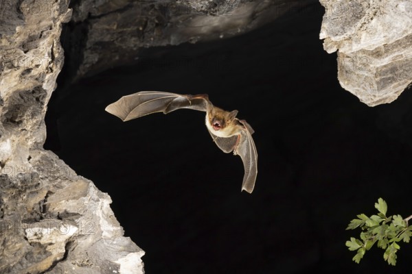 Greater mouse-eared bat (Myotis myotis) in flight, Thuringia, Germany, Europe