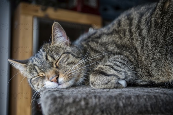 Young tabby cat relaxing, European Shorthair cat