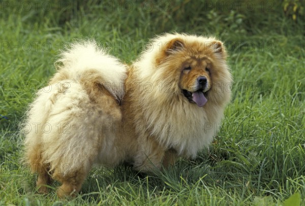 Chow Chow Dog standing on Grass