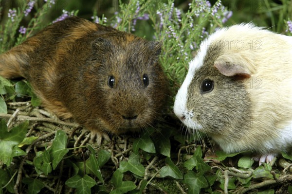 Guinea Pig (cavia porcellus), Adults standing in Heaters