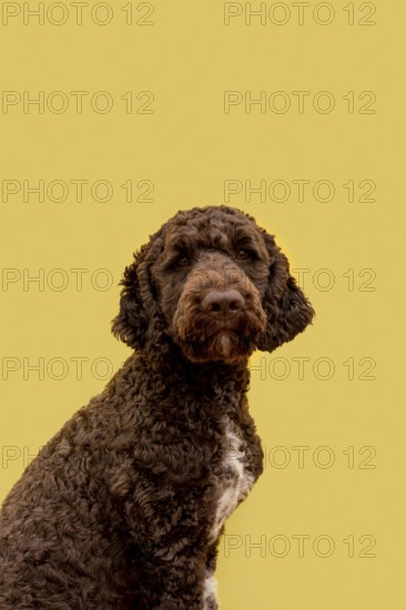 Side view domestic poodle