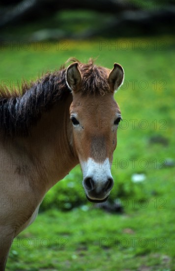Przewalski's Wild Horse (Equus przewalskii), mare