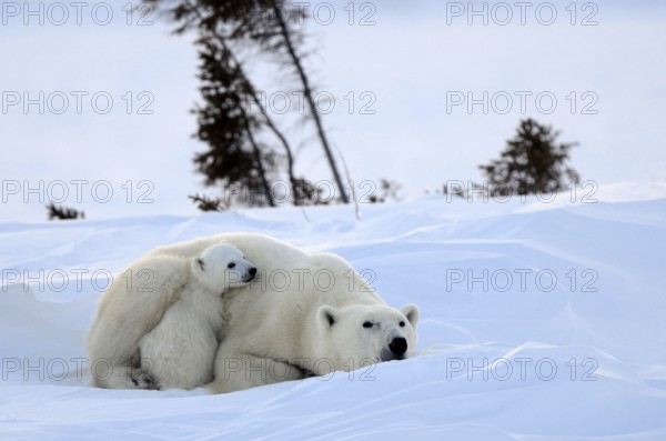 Polar bears (Ursus maritimus), female and young, 3 months, Wapusk National Park, Churchill,