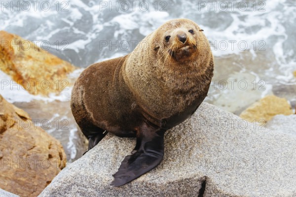 An Australian Fur Seal basks in the sun on rocks in summer near Wagonga Inlet in Narooma, New South
