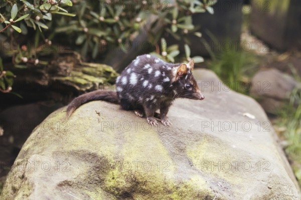 An Eastern Quoll is spotted near Cradle Mountain, Tasmania, Australia, Oceania