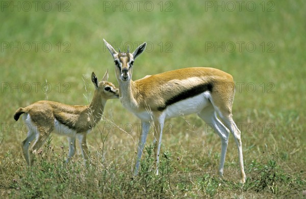 Thomson's gazelle (gazella) thomsoni, mother with young, Masai Mara Park in Kenya