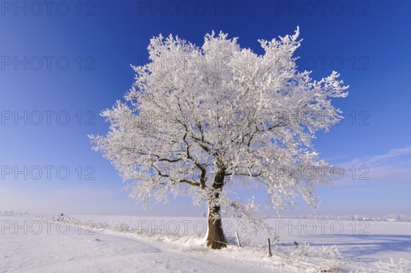 Oak (Quercus) with hoarfrost, Lower Saxony, Germany, Europe