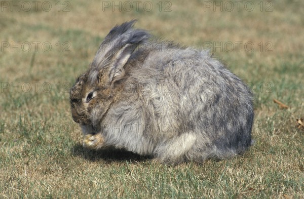 ANGORA RABBITS, adult ON GRASS