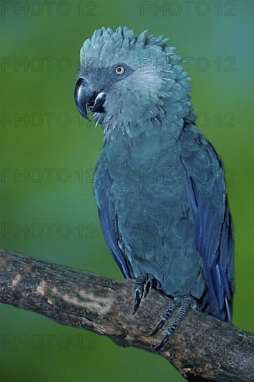 Spix's Macaw (Cyanopsitta spixii), Spixara, Spix' Blauara, [Suedamerika, south america, Vogel,