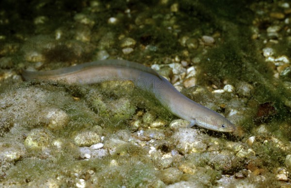 European eel, river eel, Anguilla anguilla, Germany, Bavaria, Europe