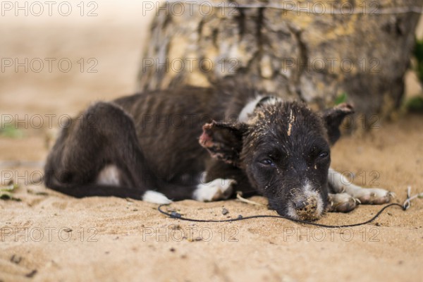 Sad, neglected, mistreated or abused and abandoned puppy dog lying in the sand, on a rope