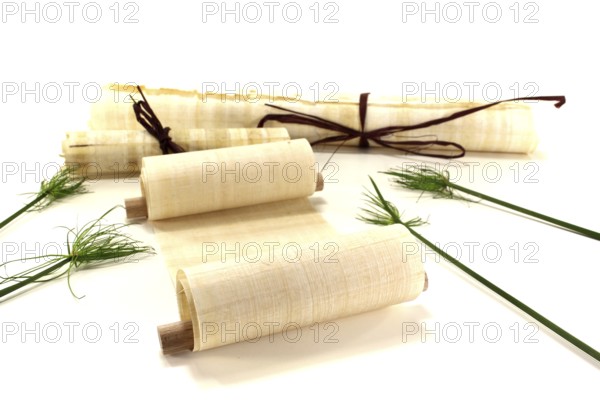 Yellowed papyrus scrolls with papyrus against a light background