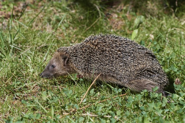 Emaciated hedgehog in autumn. Emaciated hedgehog in a garden in autumn