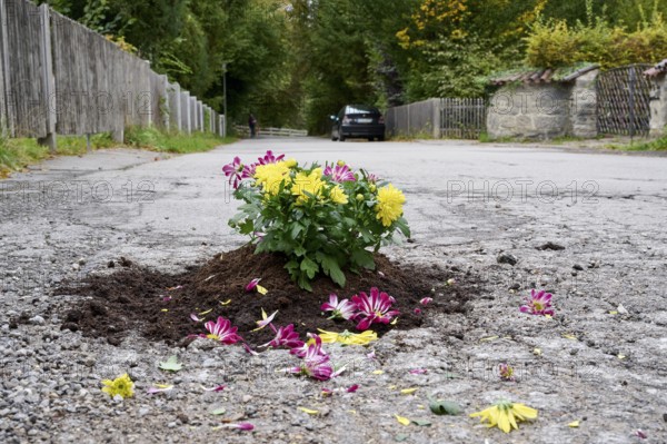Flowers planted in a pothole on the road, symbolic image for road damage and dilapidated