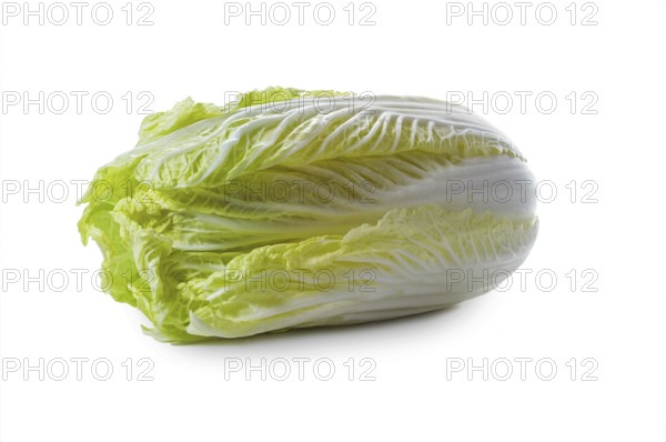 Fresh raw Chinese or napa cabbage isolated on a white background, healthy leaf vegetable, copy