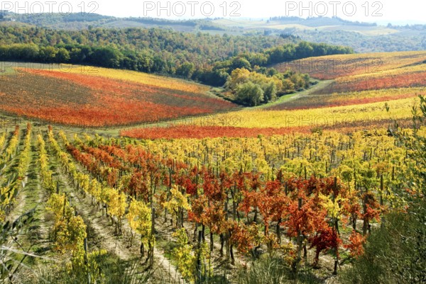 Wine yards in autumn, fall, with red and yellow leaves, between Poggibonsi and Castellina in