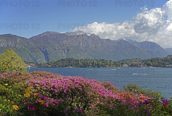 Azalea bushes in the botanical garden of Villa Carlotta, mountain range Grigne with storm clouds in
