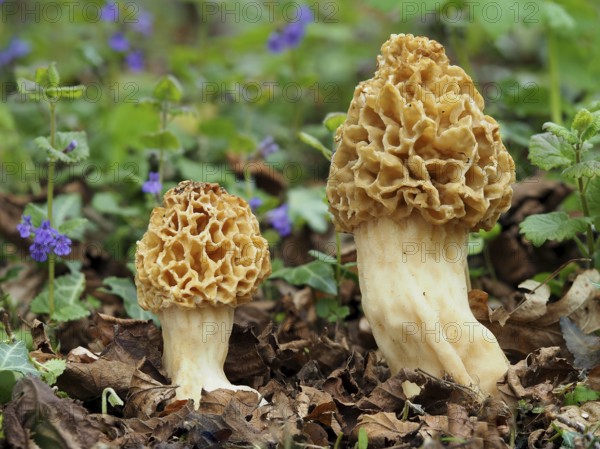 Common morel (Morchella esculenta), round morel