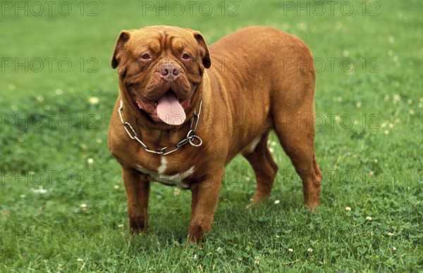 BORDEAUX MASTIFF DOG, ADULT WITH COLLAR