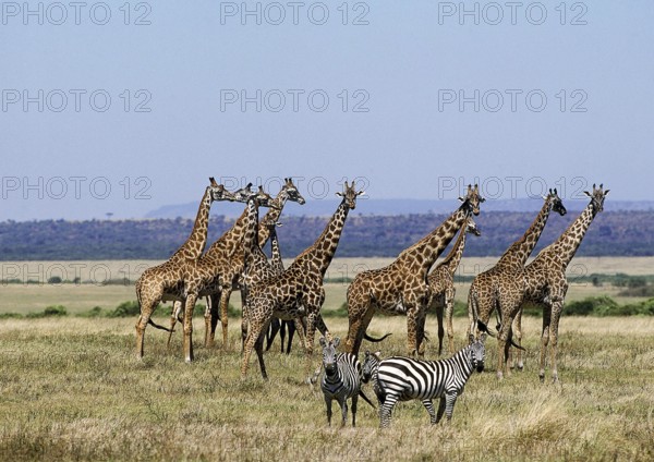 Masai Giraffe (giraffa camelopardalis tippelskirchi), Group in Savanah, Masai Mara Park in Kenya