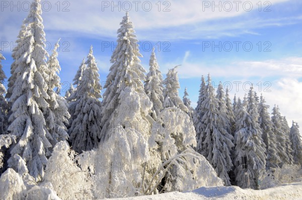 Black Forest, Black Forest in winter, spruce forest, Black Forest High Road, snowy landscape, at
