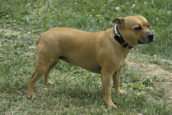 American Staffordshire Terrier (old standard with cropped ears)