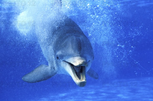 Bottlenose Dolphin (tursiops truncatus), Adult with Open Mouth, Funny Attitude