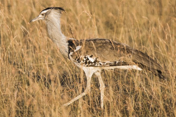 Africa, african, animal, ardeotis, avian, big, bird, birdwatching, bustard, desert, display,