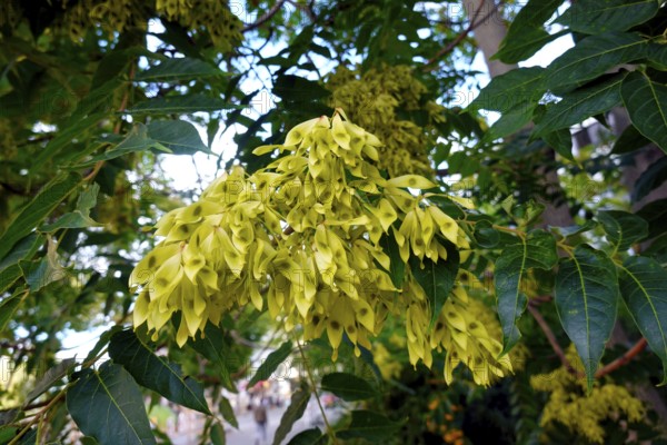 Unripe fruits of the god tree of heaven (Ailanthus altissima), Berlin, Germany, Europe