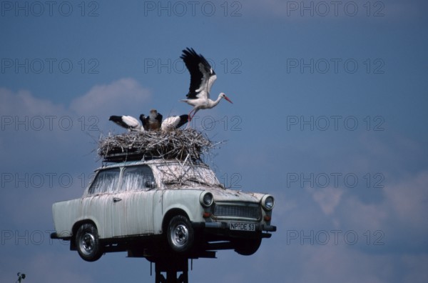 White Stork nest on Trabant, Neuruppin, Brandenburg (Ciconia ciconia), white stork nest on Trabant,