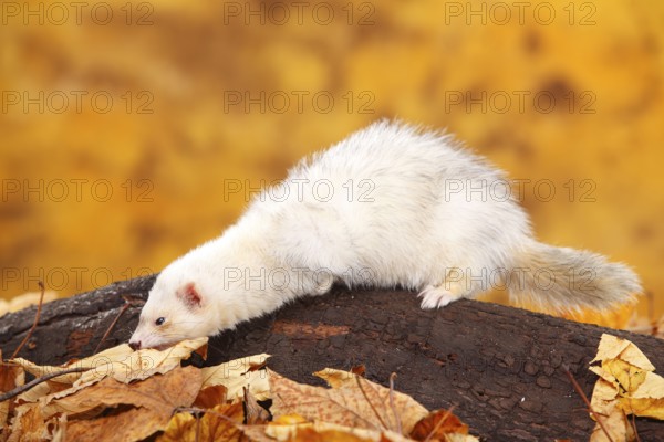 Ferret (Mustela putorius forma domestica), autumn foliage