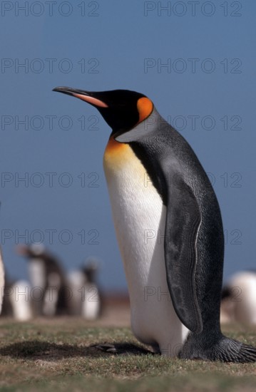 King Penguin, Sea Lion Island, Falkland Islands (Aptenodytes patagonica), lateral view