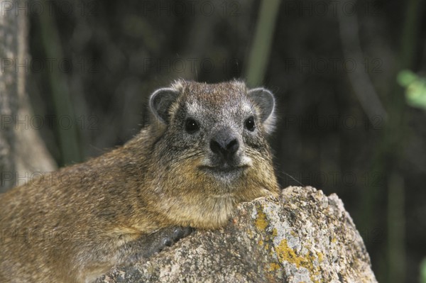 Rock Hyrax (procavia capensis) or Cape Hyrax, Adult standing on Rock, Hell's Gate Park in Kenya