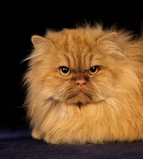 Red Self Persian Domestic Cat laying against Black Background