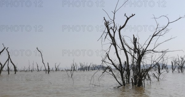 Baringo Lake Landscape Showing the Rise of the Waters with Dead Trees, Kenya, Africa