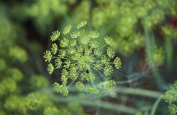 Fennel (foeniculum vulgare), Plant in Vegetable garden in Hawaii