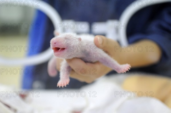 Keeper and Giant Panda (Ailuropoda melanoleuca) young, 5 days, Bifengxia Breeding and Conservation