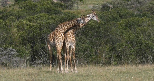 Masai Giraffe (giraffa camelopardalis tippelskirchi), Adults Masai Mara Park in Kenya