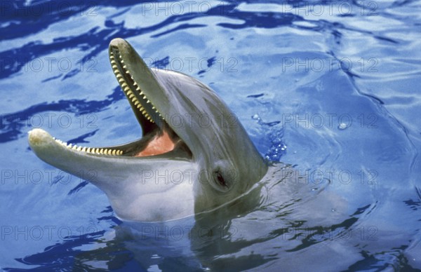 Bottlenose Dolphin (tursiops truncatus), Adult with open Mouth emerging from Water