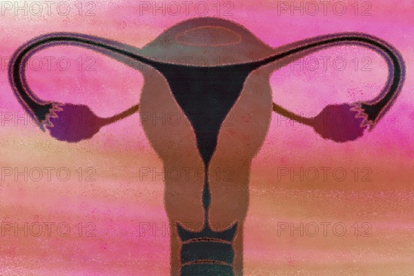 This is the uterus and this is where a fertilised ovum matures