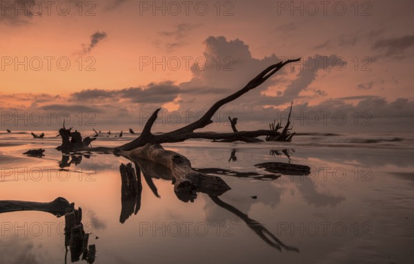 Boneyard Beach in South Carolina with old driftwood and dead trees and reflections at sunrise on a