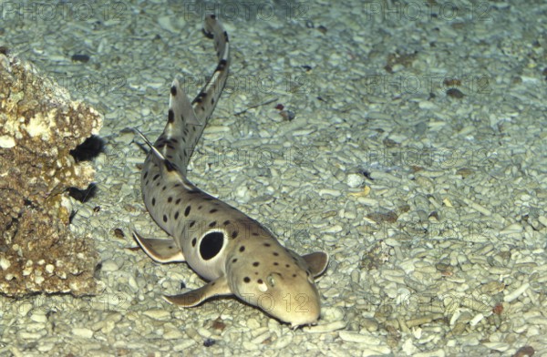 Epaulette Shark (hemiscyllium ocellatum)
