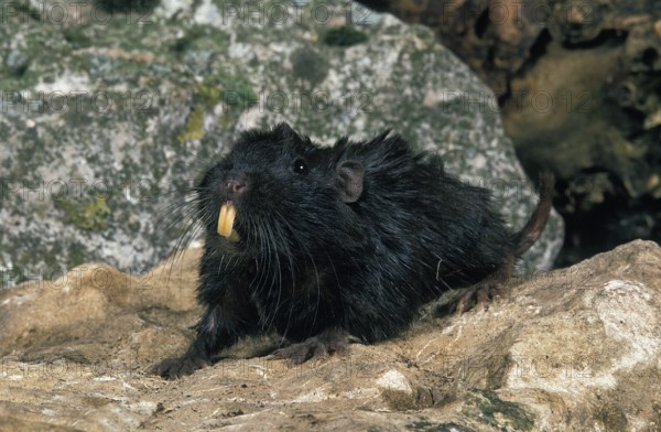 Coruro (spalacopus cyanus) Rat, Adult on Stone