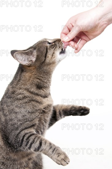 Domestic cat, tabby, gets treats, raw feeding, BARF, barf, raw food