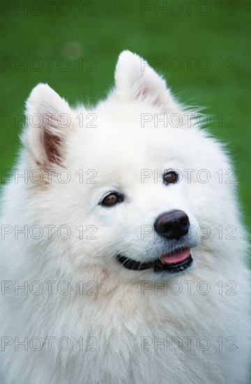 Samoyed